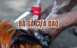 Đá Gà Cựa Dao Tại Win88: Lựa Chọn Giải Trí Kịch Tính 2 da ga cua dao 1